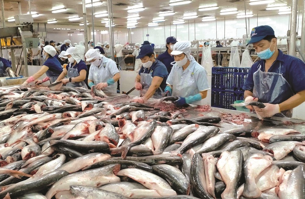 Cá tra hướng về thị trường nội địa