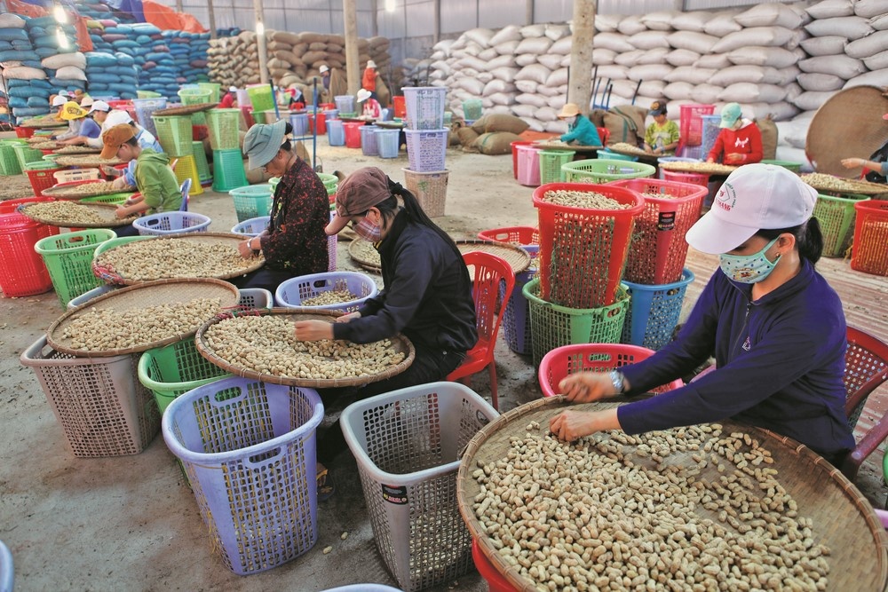 TP.HCM: Phát triển khu vực kinh tế tập thể