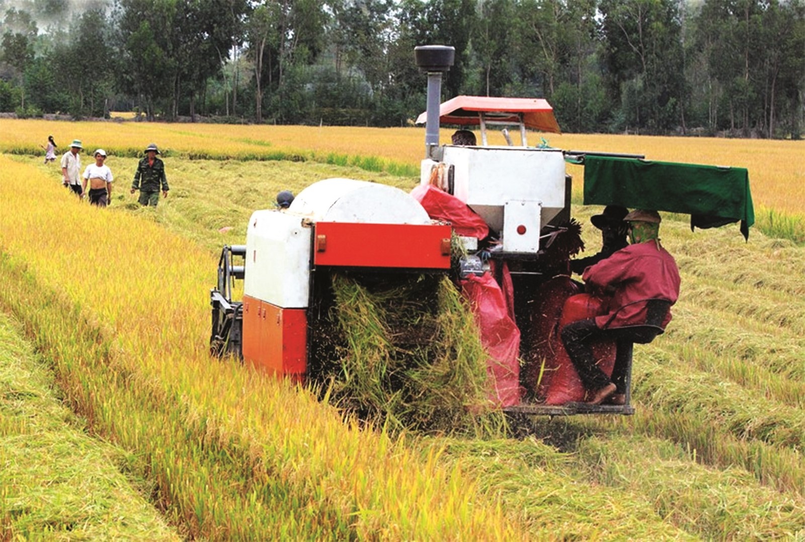 Sẵn sàng vốn cho thu mua lúa gạo san sang von cho thu mua lua gao