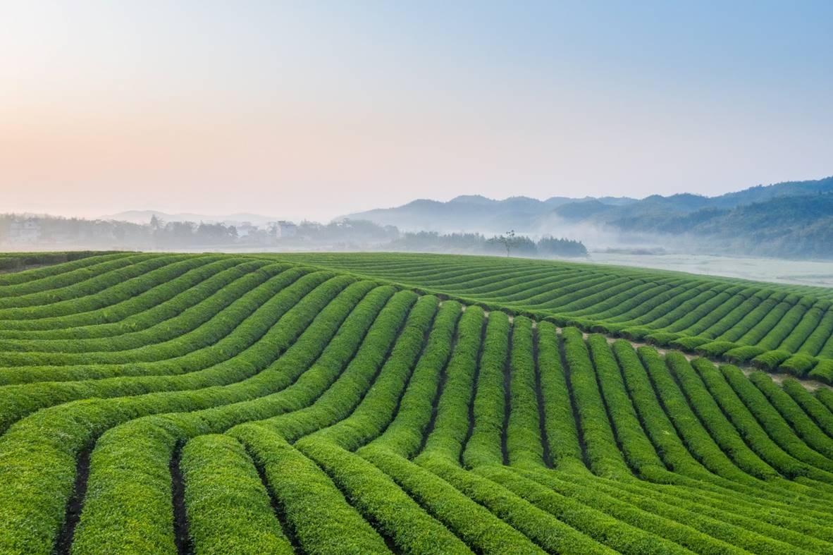 Tập đoàn TH ra mắt bộ sản phẩm Trà tự nhiên TH true TEA tap doan th ra mat bo san pham tra tu nhien th true tea