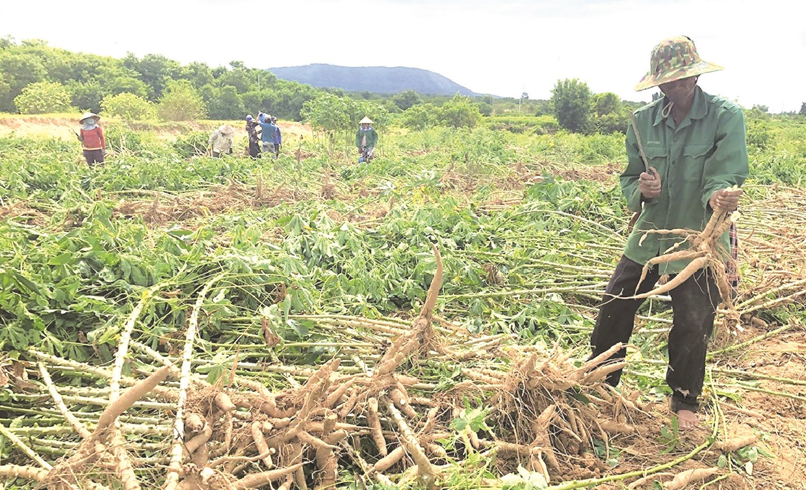 nong dan dieu dung vi benh hai cay trong