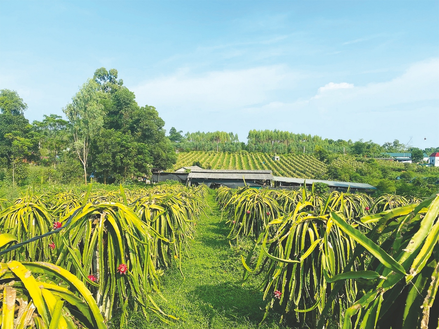 Vững tin làm giàu nhờ ngân hàng tiếp sức vung tin lam giau nho ngan hang tiep suc
