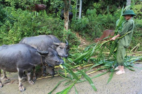 Giảm nghèo trên miền biên thùy Cao Bằng