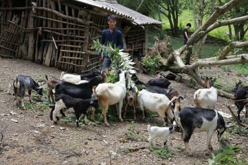 Giảm nghèo trên miền biên thùy Cao Bằng