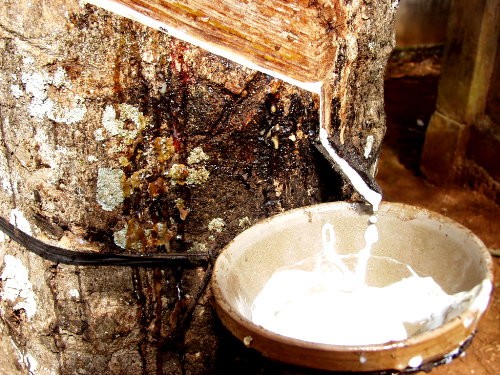 Cao su tận dụng cơ hội bứt phá? Cao su tận dụng cơ hội bứt phá?