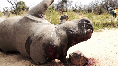 Vấn nạn buôn bán sừng tê giác