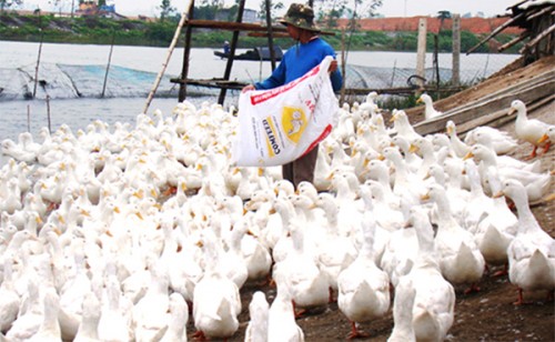 Tín dụng chính sách trên quê hương “Điệu hò khoan” Tín dụng chính sách trên quê hương “Điệu hò khoan”