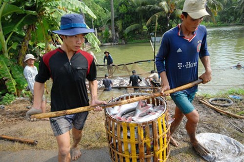 Thấp thỏm làm ăn với thương lái Thấp thỏm làm ăn với thương lái