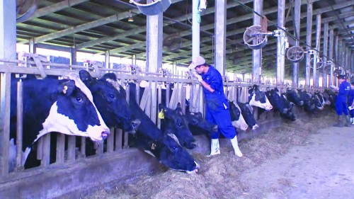 Tín dụng thúc đẩy tái cơ cấu nông nghiệp