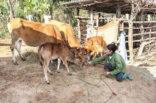 NHCSXH Chi nhánh Sơn La: Góp phần tô thắm cuộc sống đồng bào dân tộc