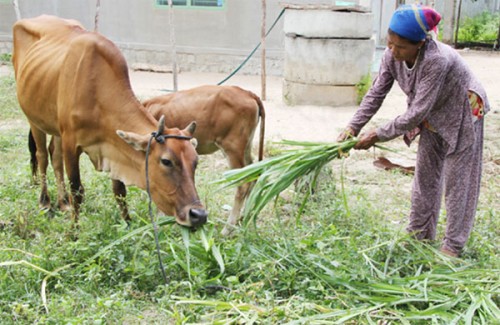 Giảm nghèo bền vững ở vùng miền núi Đồng Xuân