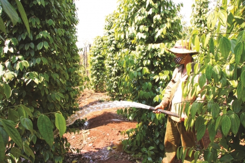 Cần điểm tựa cho cây hồ tiêu