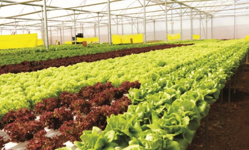 Để thúc đẩy nông nghiệp sạch