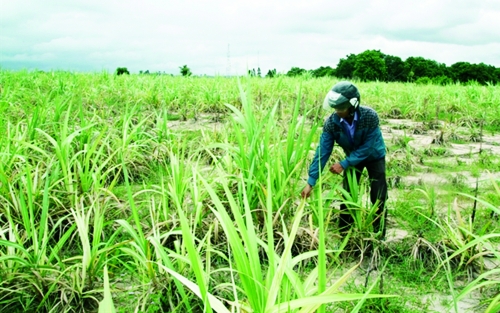 photo Snnptnt Gia Lai thá»i bao ngan hang