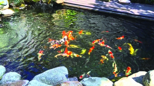 Kiếm tiền tỷ từ nuôi cá cảnh