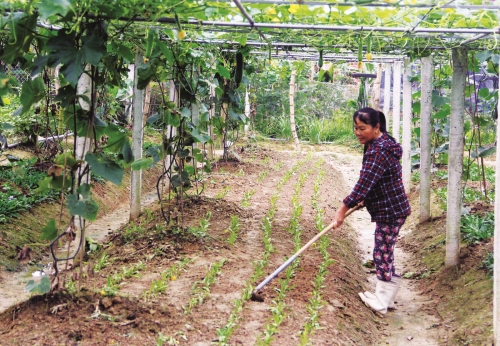 Thoát nghèo ở nơi “chảo lửa, túi mưa”