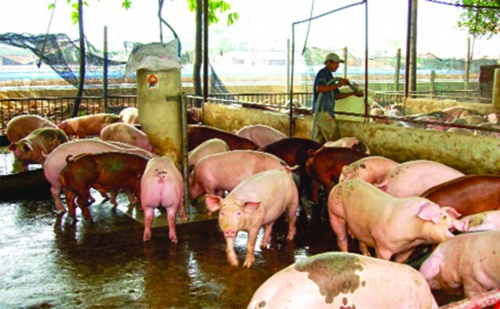 Nuôi lợn an toàn sinh học: Giải pháp tái đàn hiệu quả