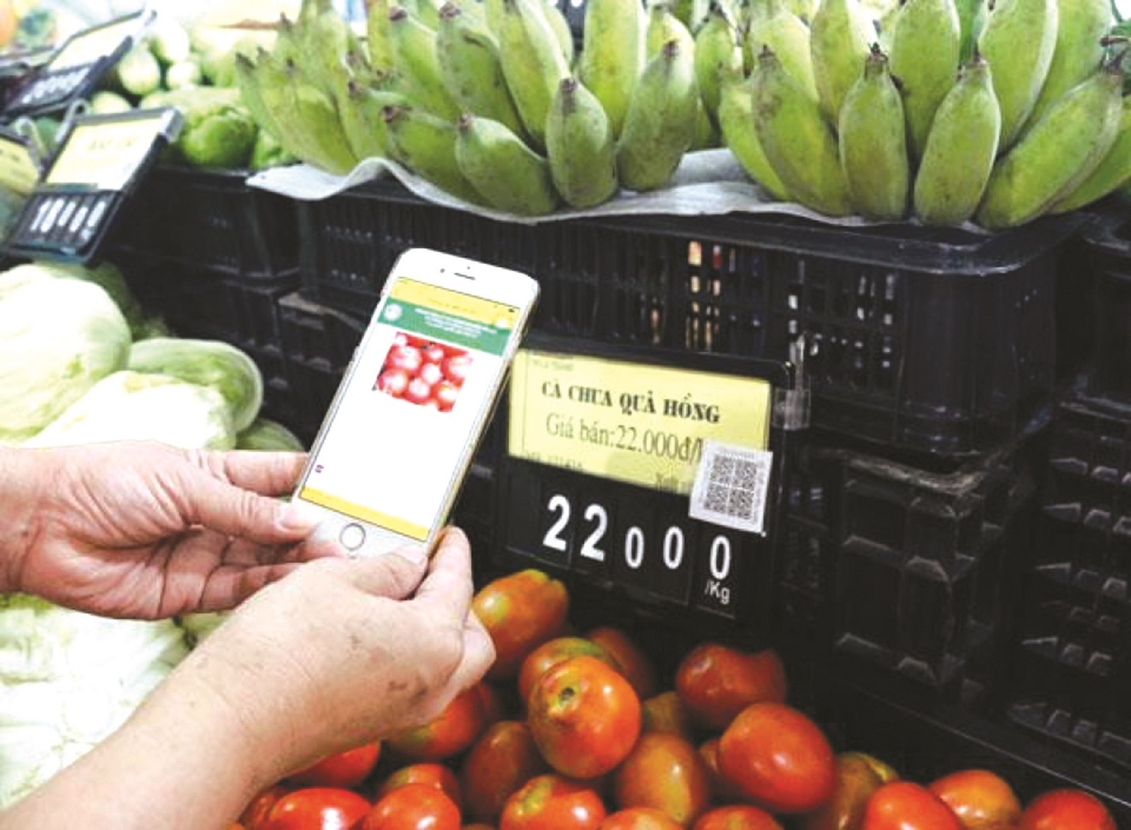 them kenh thanh toan cho cac doanh nghiep nho va vua