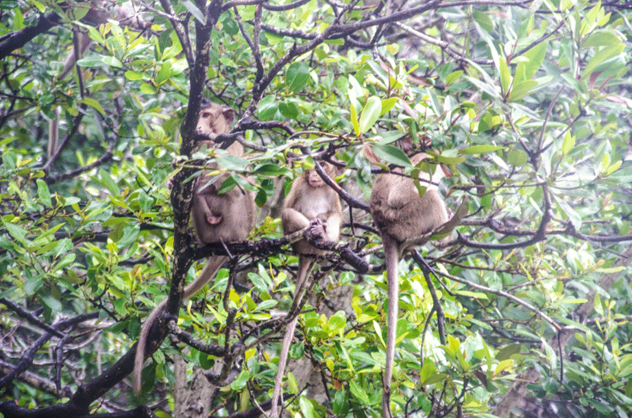 Saigontourist tổ chức tour trải nghiệm Cần Giờ, Củ Chi tri ân y bác sĩ lực lượng tuyến đầu lu hanh saigontourist to chuc tour trai nghiem can gio cu chi tri an y bac si luc luong tuyen dau