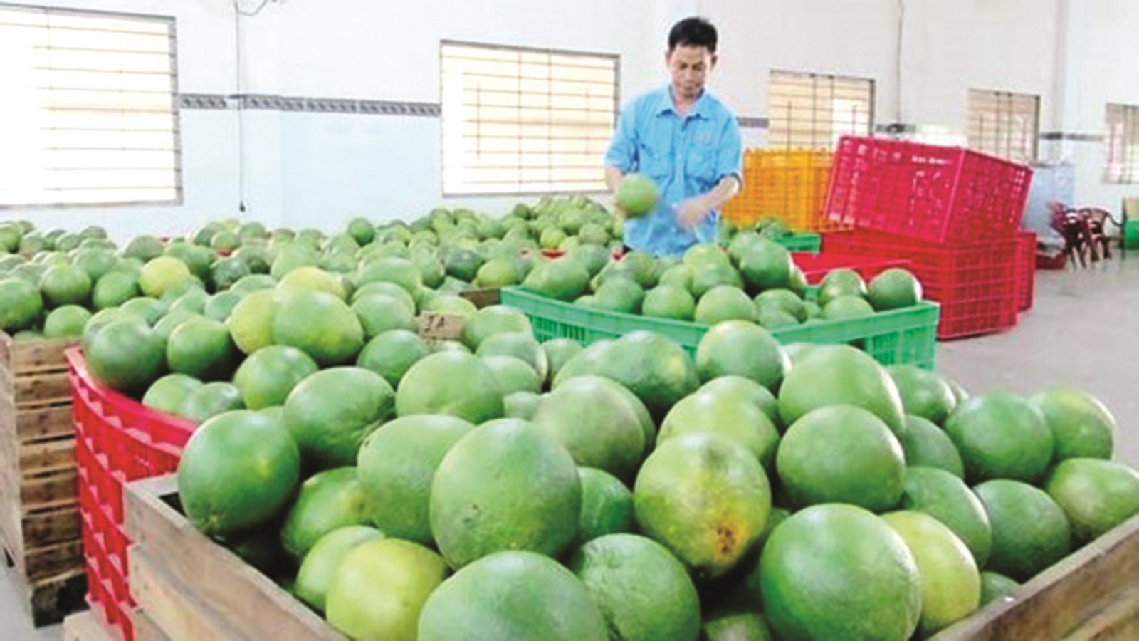 nhung luu y khi xuat khau buoi sang my