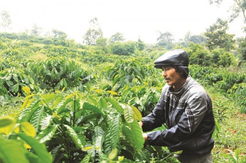 Sẵn sàng vốn cho tái canh cây cà phê