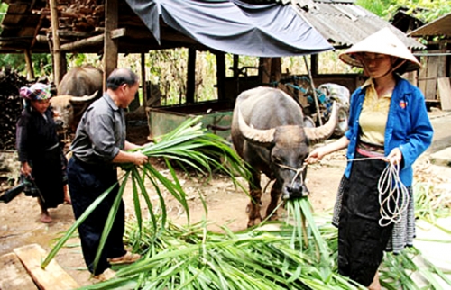 Xóa nghèo ở một vùng núi cao đặc biệt khó khăn Xóa nghèo ở một vùng núi cao đặc biệt khó khăn