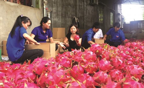 Nâng cao giá trị gia tăng cho thanh long