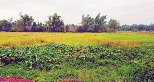 Lãng phí tài nguyên đất vì dự án treo