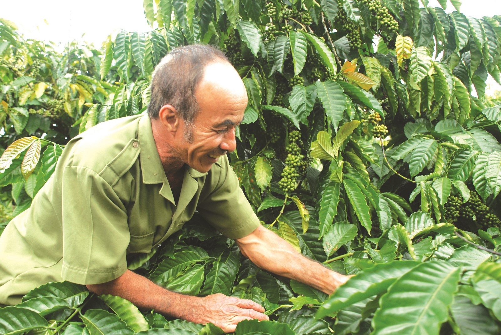 Tăng giá trị cà phê Việt trên thị trường tang gia tri ca phe viet tren thi truong