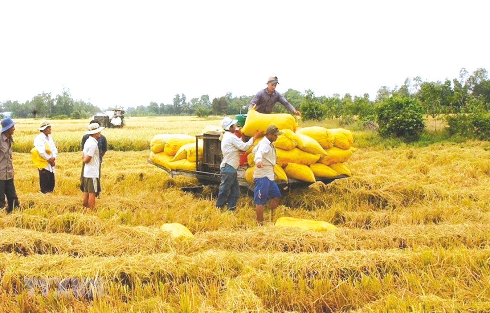 agribank khang dinh vai tro va vi the trong phat trien tam nong