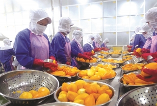 Thúc đẩy các hợp tác xã xuất khẩu trái cây