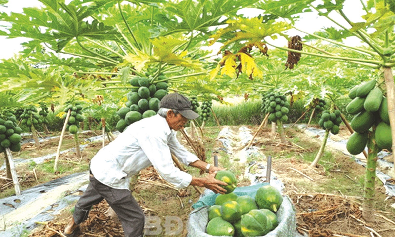 chi thi 40 giup lan toa tin dung chinh sach xa hoi