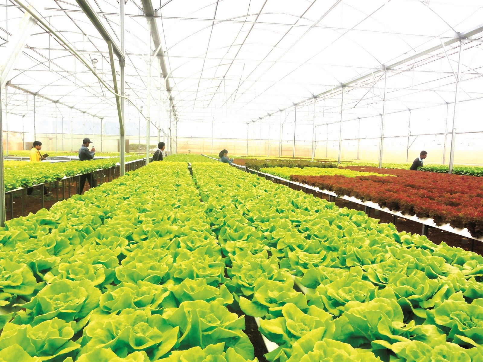 co hoi tang tin dung nong nghiep cong nghe cao