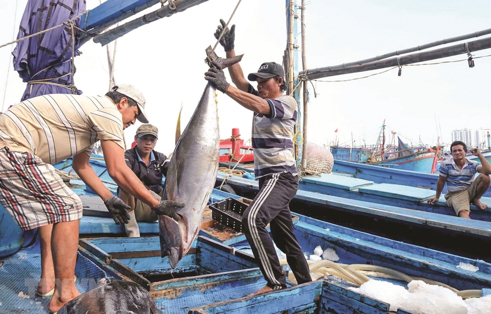 Thủy sản nỗ lực để phát triển bền vững thuy san no luc de phat trien ben vung