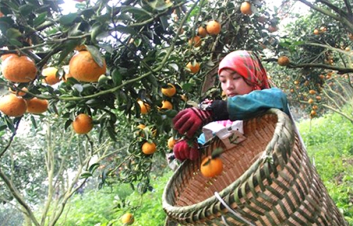 Tín dụng chính sách ở Bắc Quang