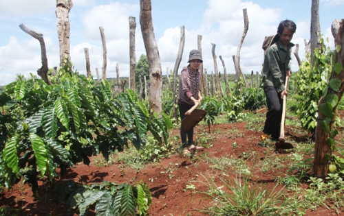Nữ Tổ trưởng tận tâm với công tác giảm nghèo