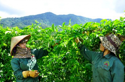 Hiệu quả nguồn vốn tín dụng ưu đãi ở Quế Phong