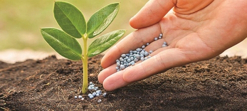 Thị trường phân bón tiếp tục phân hóa