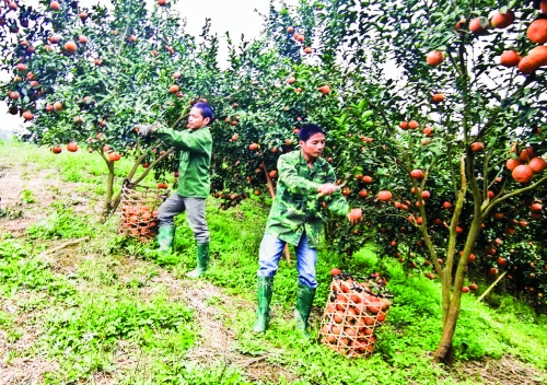 Tạo những bước đột phá cho “tam nông”