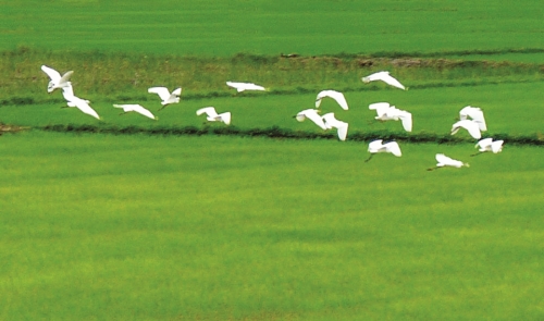 Chạm tay vào cánh chim trời Chạm tay vào cánh chim trời