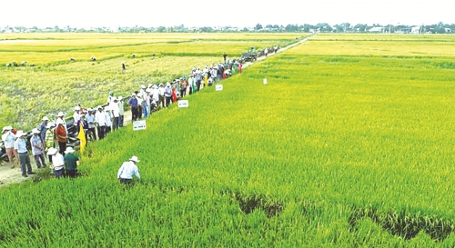 Cần lực đẩy để phát triển kinh tế hợp tác xã Cần lực đẩy để phát triển kinh tế hợp tác xã