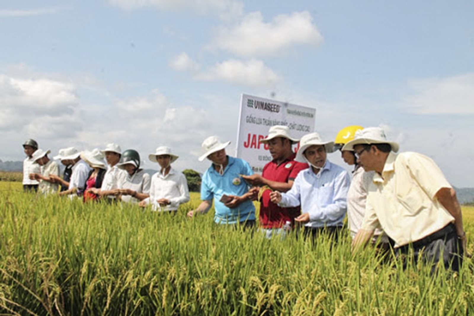 phat trien thuong hieu gao krong ana