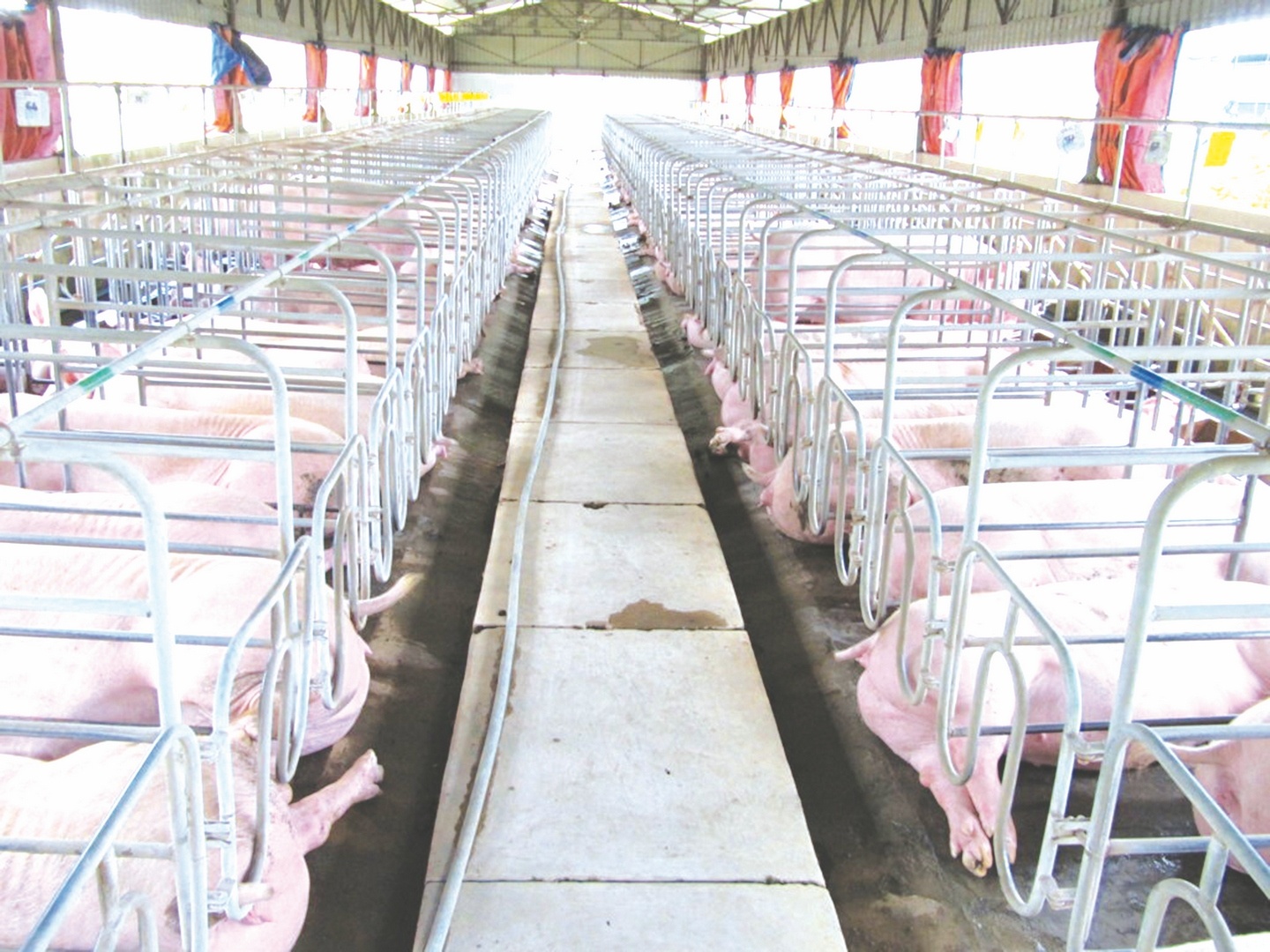 tphcm doanh nghiep gong minh kiem che tang gia