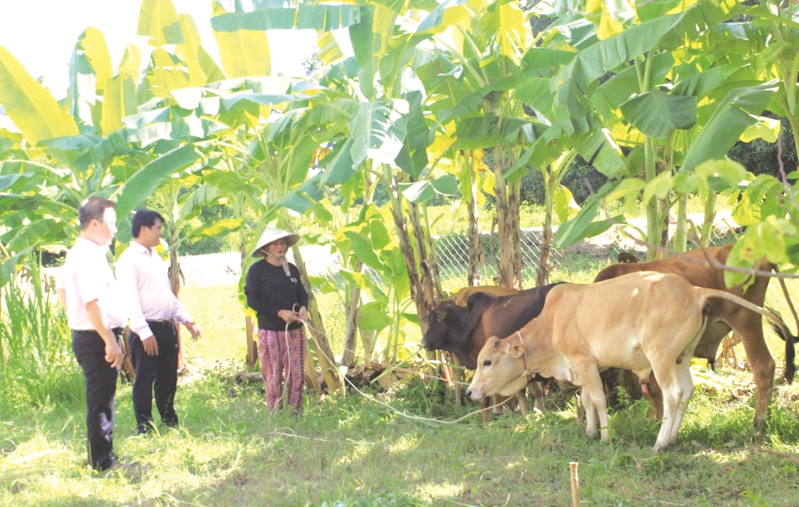 nhung mam xanh o mien gio cat