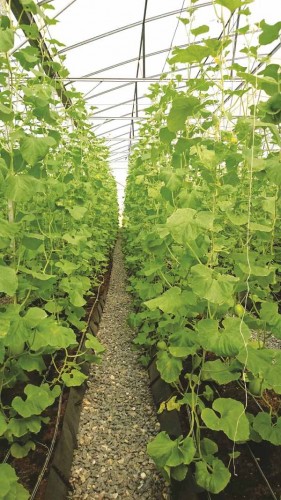 Thúc đẩy tín dụng nông nghiệp ứng dụng công nghệ cao