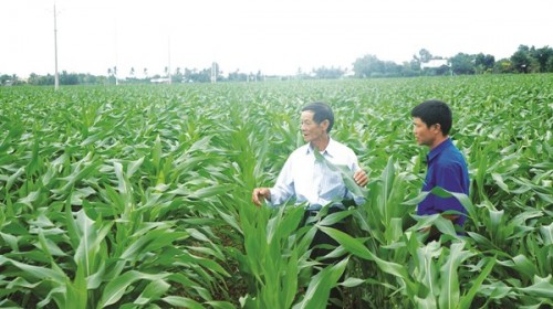 Củng cố liên kết chuỗi giá trị