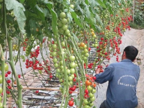 Nông dân và doanh nghiệp cần duy nhất một từ: Cơ chế