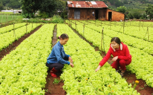 Lâm Đồng giảm nghèo từ tín dụng chính sách