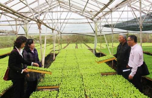 Lâm Đồng giảm nghèo từ tín dụng chính sách