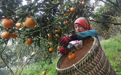 Sắp diễn ra Tuần lễ cam sành Hà Giang tại Hà Nội